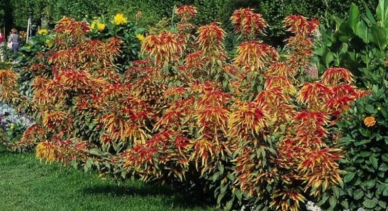 Амарант трехцветный Иллюминейшн: фото и описание, выращивание из семян, отзывы