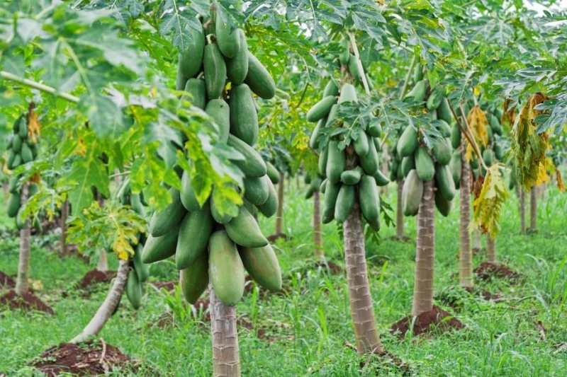 Азимина трилоба (северный банан): фото и описание, сорта, вкус плодов, отзывы
