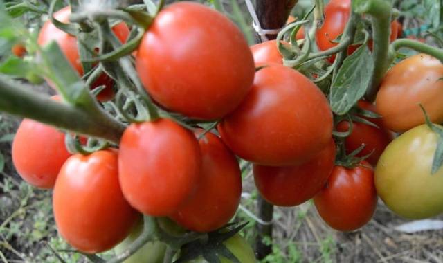 Низкорослые поздние томаты