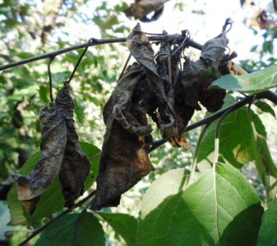 Почему чернеют листья у груши и как лечить