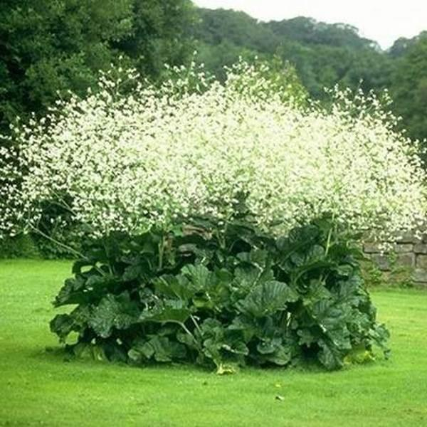 Растение катран (татарский хрен): выращивание из семян весной, сорта