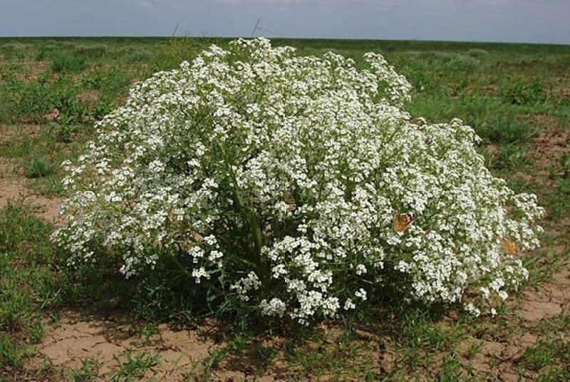 Растение катран (татарский хрен): выращивание из семян весной, сорта