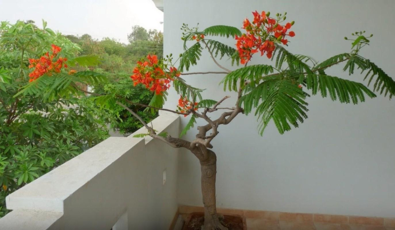 Делоникс королевский (огненное дерево): описание и фото, цветение, где растет