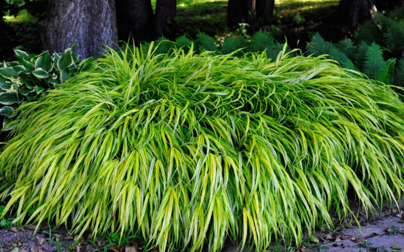 Хаконехлоя (японская трава): описание, фото в ландшафтном дизайне, отзывы