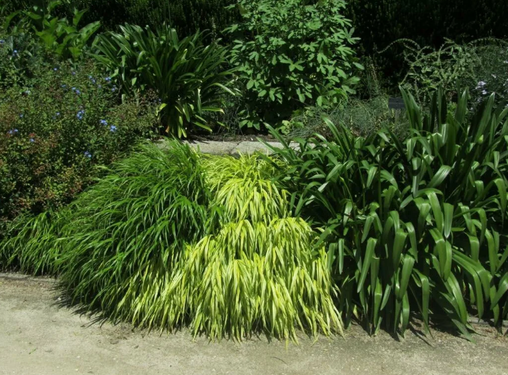 Хаконехлоя (японская трава): описание, фото в ландшафтном дизайне, отзывы