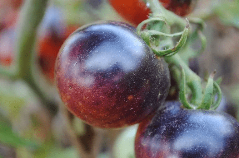 Сорт томата Черничный десерт: фото и описание
