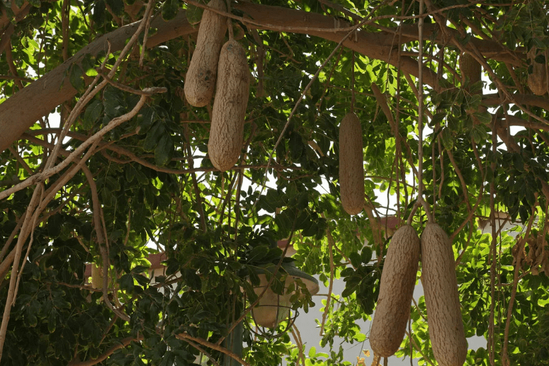 Сосисочное или колбасное дерево: как выглядит, фото, почему так называется