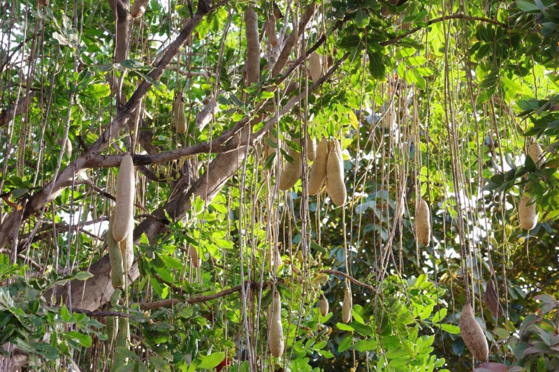 Сосисочное или колбасное дерево: как выглядит, фото, почему так называется