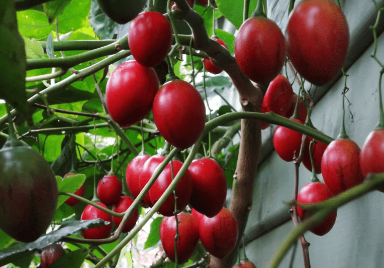 Тамарилло (цифомандра, томатное дерево): что это за фрукт, фото, вкус, выращивание