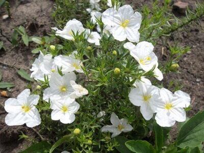 Нирембергия: что за цветок, фото, описание, посадка и уход в открытом грунте, когда сеять