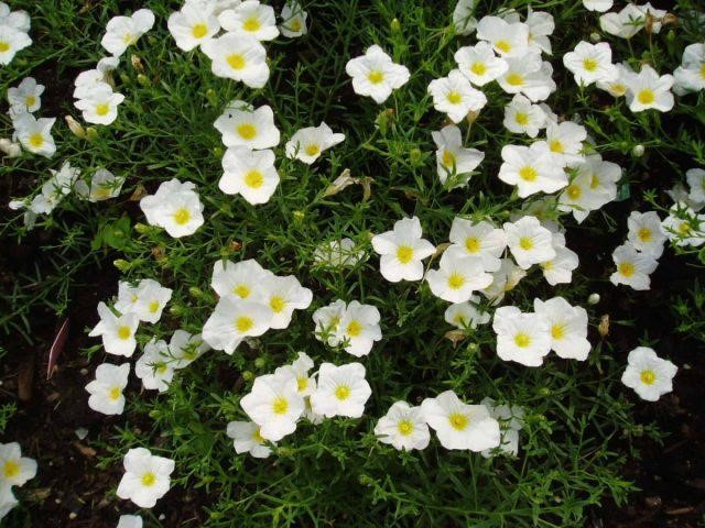 Нирембергия: что за цветок, фото, описание, посадка и уход в открытом грунте, когда сеять