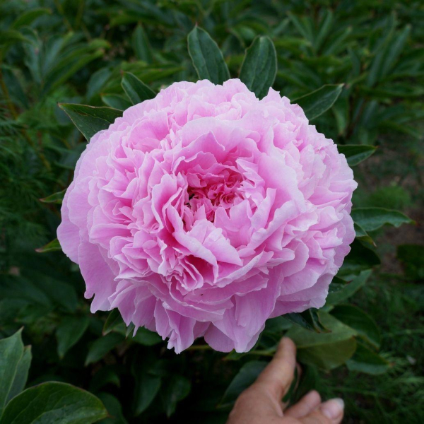 Пион Пинк Гиант (Pink Giant, Розовый Гигант): фото и описание сорта, отзывы