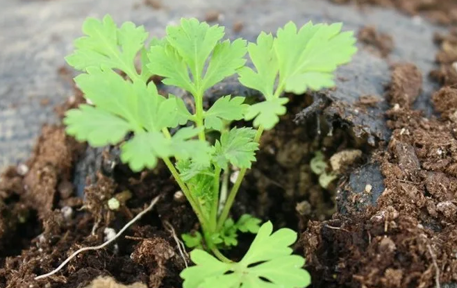 Пиретрум многолетний: когда сеять цветок на рассаду, выращивание из семян, фото