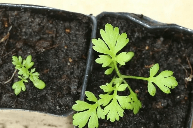 Пиретрум многолетний: когда сеять цветок на рассаду, выращивание из семян, фото