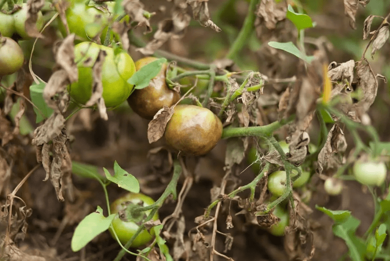 Помидоры Сладкая гроздь: описание сорта, фото, отзывы