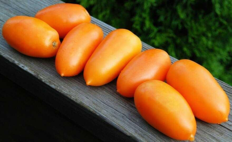 Сорт томата Банан оранжевый: описание, фото, отзывы