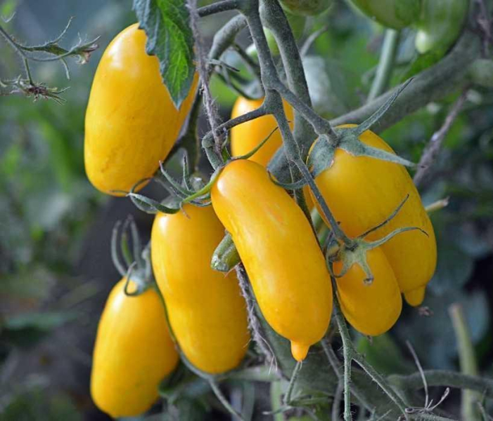 Сорт томата Банан желтый: описание, фото, отзывы