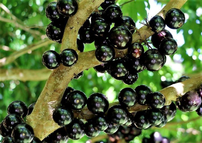 Жаботикаба (Джаботикаба): что это за растение, где растет, интересные факты, вкус плодов