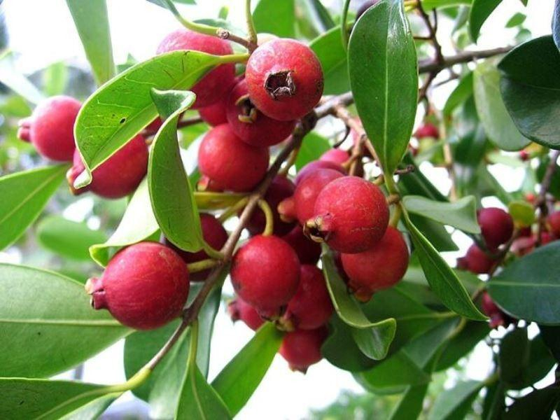 Гуава: как выглядит фрукт, польза и вред для организма, где растет, как едят, чем пахнет