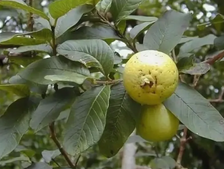 Гуава: как выглядит фрукт, польза и вред для организма, где растет, как едят, чем пахнет