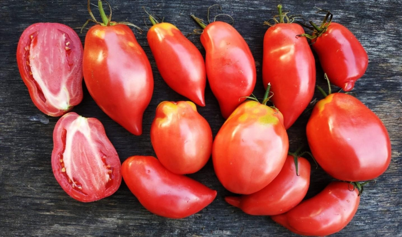 Лучшие сорта перцевидных помидоров с фото и описанием