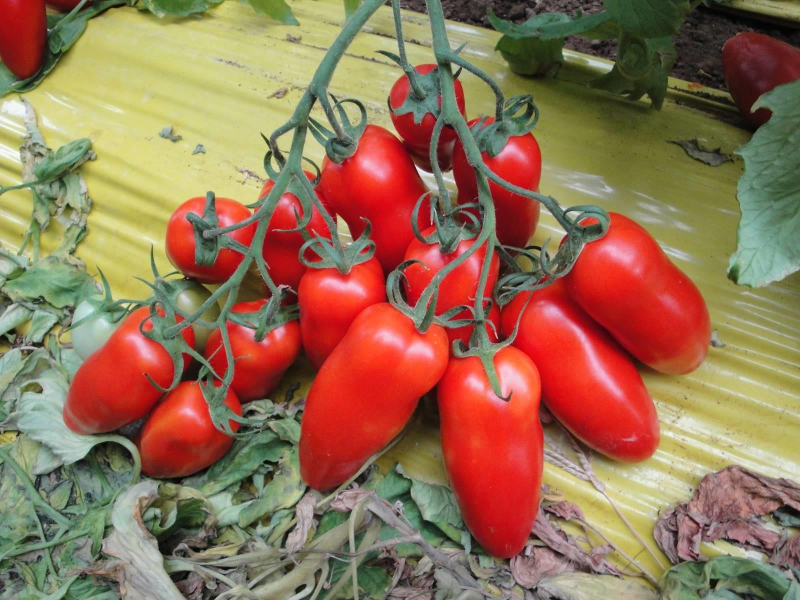 Лучшие сорта перцевидных помидоров с фото и описанием